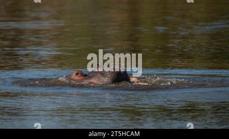 Hippopotamus (Hippopotamus amphibius capensis) capturé en Afrique du Sud Banque D'Images