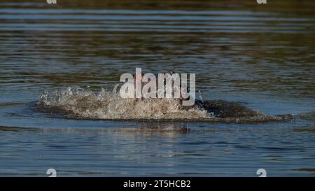 Hippopotamus (Hippopotamus amphibius capensis) capturé en Afrique du Sud Banque D'Images