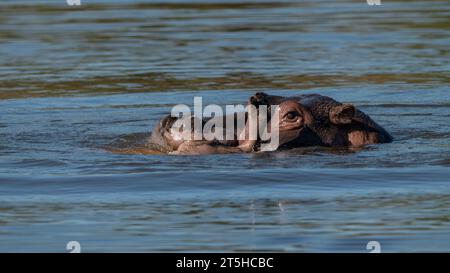 Hippopotamus (Hippopotamus amphibius capensis) capturé en Afrique du Sud Banque D'Images