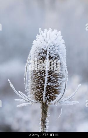 Wilde Karde, Karde, Karden, Fruchtstand im Winter BEI EIS und Schnee, Dipsacus fullonum, Dipsacus sylvestris, cuillère à café de Fuller, cuillère à café sauvage,cuillère à café, co Banque D'Images