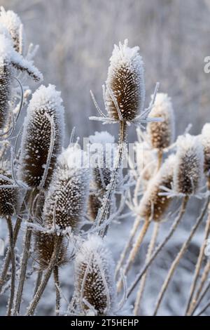 Wilde Karde, Karde, Karden, Fruchtstand im Winter BEI EIS und Schnee, Dipsacus fullonum, Dipsacus sylvestris, cuillère à café de Fuller, cuillère à café sauvage,cuillère à café, co Banque D'Images