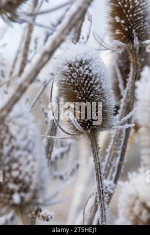 Wilde Karde, Karde, Karden, Fruchtstand im Winter BEI EIS und Schnee, Dipsacus fullonum, Dipsacus sylvestris, cuillère à café de Fuller, cuillère à café sauvage,cuillère à café, co Banque D'Images