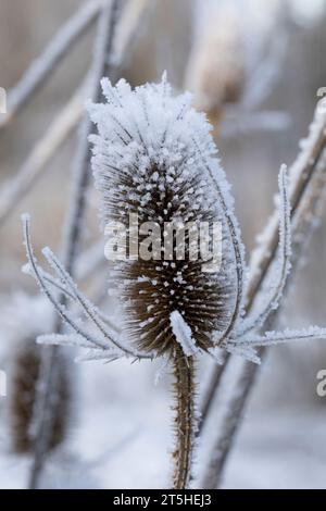 Wilde Karde, Karde, Karden, Fruchtstand im Winter BEI EIS und Schnee, Dipsacus fullonum, Dipsacus sylvestris, cuillère à café de Fuller, cuillère à café sauvage,cuillère à café, co Banque D'Images