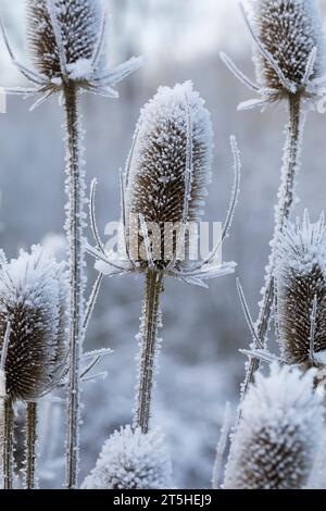 Wilde Karde, Karde, Karden, Fruchtstand im Winter BEI EIS und Schnee, Dipsacus fullonum, Dipsacus sylvestris, cuillère à café de Fuller, cuillère à café sauvage,cuillère à café, co Banque D'Images