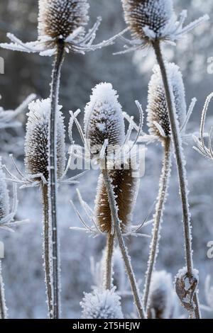 Wilde Karde, Karde, Karden, Fruchtstand im Winter BEI EIS und Schnee, Dipsacus fullonum, Dipsacus sylvestris, cuillère à café de Fuller, cuillère à café sauvage,cuillère à café, co Banque D'Images