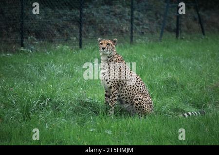 Cheetah mâle, marchant autour de la chasse à la nourriture au zoo de Bristol pris tout en marchant autour de traquer sa proie. Banque D'Images