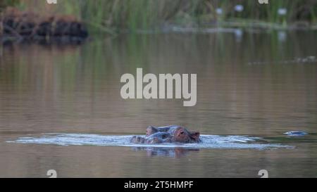 Hippopotamus (Hippopotamus amphibius capensis) capturé en Afrique du Sud Banque D'Images