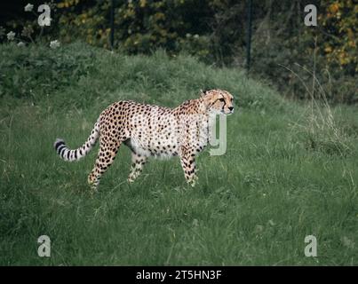 Cheetah mâle, marchant autour de la chasse à la nourriture au zoo de Bristol pris tout en marchant autour de traquer sa proie. Banque D'Images