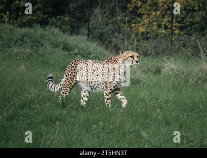 Cheetah mâle, marchant autour de la chasse à la nourriture au zoo de Bristol pris tout en marchant autour de traquer sa proie. Banque D'Images