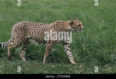 Cheetah mâle, marchant autour de la chasse à la nourriture au zoo de Bristol pris tout en marchant autour de traquer sa proie. Banque D'Images