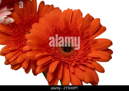 Bouquet de fleurs de gerbera colorées isolé sur un fond blanc. Banque D'Images