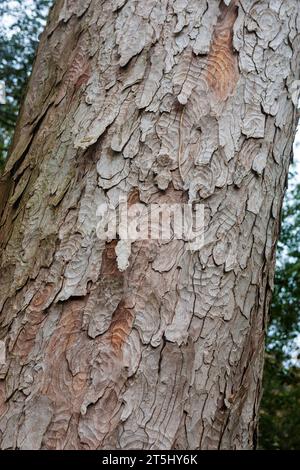 Gros plan de l'écorce écailleuse d'un arbre Kauri (Agathis australis) dans les jardins du château d'Arudel, Arundel, Sussex de l'Ouest, Royaume-Uni Banque D'Images