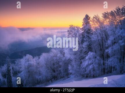 Forêt neigeuse et nuages bas en beau hiver au lever du soleil Banque D'Images