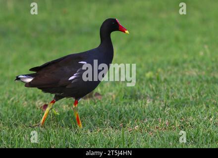 Une photo de profil d'une Gallinule commune (Gallinula galeata), tournée à Punta Cana, en République dominicaine. Banque D'Images