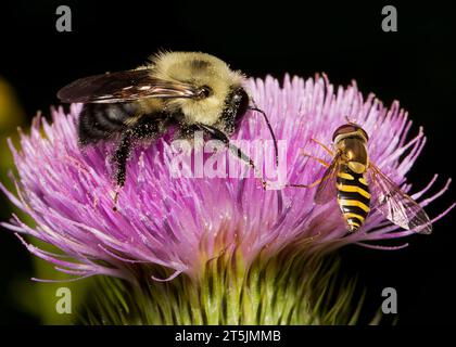 Bumblebee (Bombus) et Yellow Jacket (Vespula vulgaris) pollinisant le chardon de taureau (Cirsium vulgare) dans le nord du Minnesota USA Banque D'Images