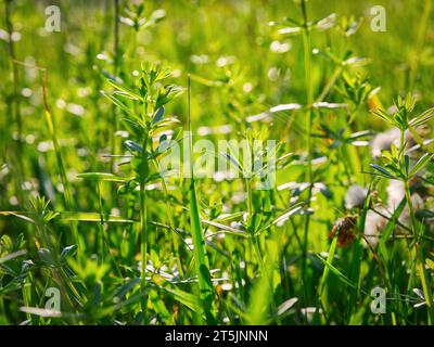 Cliquets Galium aparine fleurs en gros plan Banque D'Images