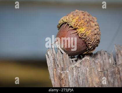 BUR chêne (Quercus macrocarpa) gland reposant sur souche dans la forêt nationale de Chippewa, nord du Minnesota, États-Unis Banque D'Images