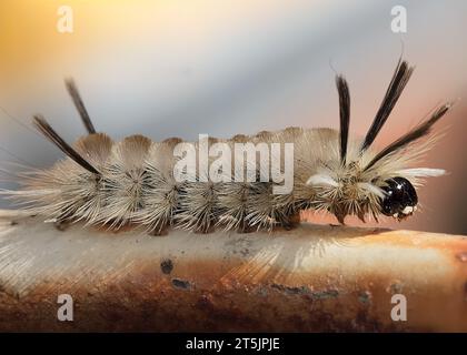 Belle chenille de papillon de Tussock à bande (Halysidota tessellaris) rampant dans la forêt nationale de Chippewa, nord du Minnesota États-Unis Banque D'Images