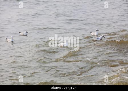 Seagull à la recherche de nourriture dans la grande mer Banque D'Images