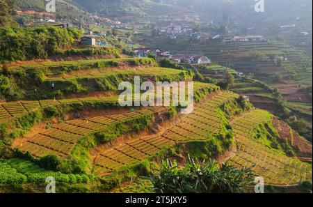 Plantations de légumes cultivées à flanc de colline au Sri Lanka. Beaux paysages ruraux Banque D'Images