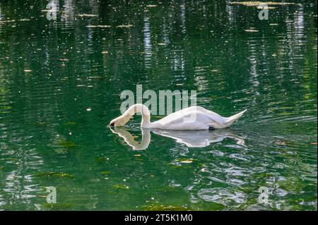 Cygne muet avec la tête abaissée dans le lac laisse l'image en forme de coeur avec son cou et la tête, et le reflet de l'eau de ces parties du corps Banque D'Images