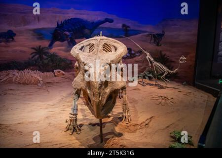 Vue du musée d'histoire naturelle de Hohhot avec des squelettes de dinosaures exposés à Hohhot, Mongolie intérieure, Chine Banque D'Images