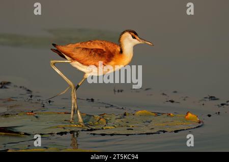 Un jacana africain (Actophilornis africana) sur une feuille de nénuphar, Afrique du Sud Banque D'Images