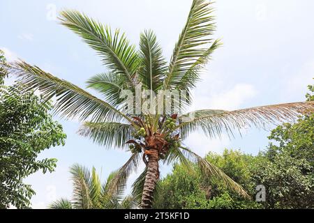 Cocotiers sur l'île de Wuzhizhou, Sanya, Hainan, Chine Banque D'Images