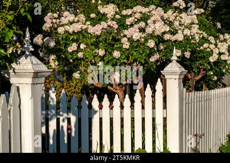 Fleurs roses d'iceberg blanches avec clôture de piquet. Clifton Hill, Victoria, Australie Banque D'Images