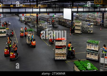 AALSMEER, PAYS-BAS - 06 SEPTEMBRE 2022. Aalsmeer Flower Auction est la plus grande vente aux enchères de fleurs au monde ; environ 20 millions de fleurs sont vendues Banque D'Images