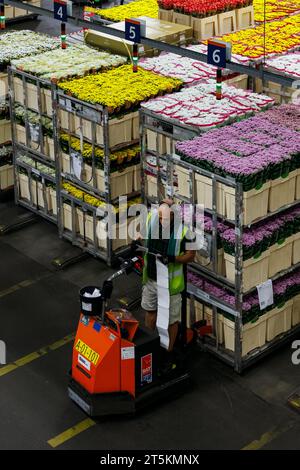 AALSMEER, PAYS-BAS - 06 SEPTEMBRE 2022. Aalsmeer Flower Auction est la plus grande vente aux enchères de fleurs au monde ; environ 20 millions de fleurs sont vendues Banque D'Images