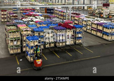 AALSMEER, PAYS-BAS - 06 SEPTEMBRE 2022. Aalsmeer Flower Auction est la plus grande vente aux enchères de fleurs au monde ; environ 20 millions de fleurs sont vendues Banque D'Images
