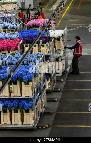 AALSMEER, PAYS-BAS - 06 SEPTEMBRE 2022. Aalsmeer Flower Auction est la plus grande vente aux enchères de fleurs au monde ; environ 20 millions de fleurs sont vendues Banque D'Images