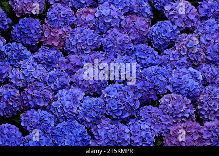 Beau buisson de fleurs bleues fleuries, violettes Hydrangea ou Hortensia. Banque D'Images