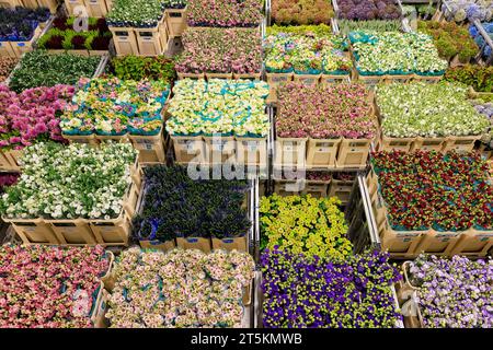 AALSMEER, PAYS-BAS - 06 SEPTEMBRE 2022. Aalsmeer Flower Auction est la plus grande vente aux enchères de fleurs au monde ; environ 20 millions de fleurs sont vendues Banque D'Images