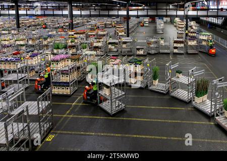 AALSMEER, PAYS-BAS - 06 SEPTEMBRE 2022. Aalsmeer Flower Auction est la plus grande vente aux enchères de fleurs au monde ; environ 20 millions de fleurs sont vendues Banque D'Images
