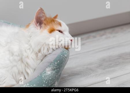chat blanc avec des taches rouges dort dans un lit. chat dort dans un lit. Banque D'Images