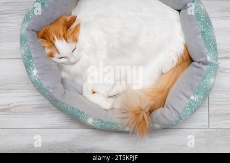 chat blanc avec des taches rouges dort dans un lit. chat dort dans un lit. Photo de haute qualité Banque D'Images