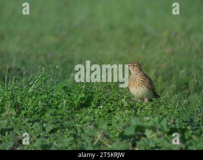 Sky Lark Alauda arvensis assis au soleil un jour d'automne, North norfolk, Royaume-Uni. Banque D'Images