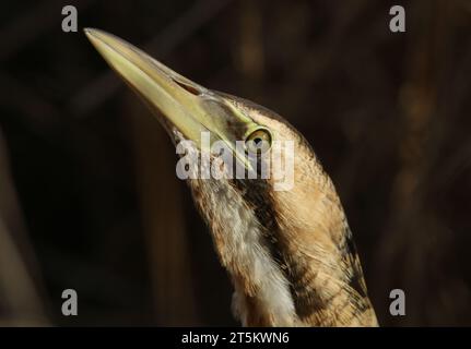 Un coup de tête d'un rare Bittern, Botaurus stellaris, chassant de la nourriture dans un lit de roseau au bord d'un lac. Banque D'Images