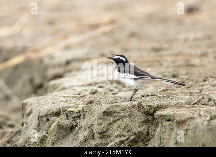 la queue de wagtail brun blanc ou grosse queue de wagtail à pied est un oiseau de taille moyenne et est le plus grand membre de la famille des queue de wagtail. Banque D'Images