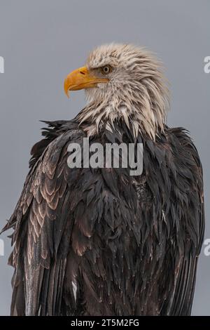 Aigle chauve, Haliaeetus leucocephalus, Homer, Homer Spit, Alaska, ÉTATS-UNIS Banque D'Images