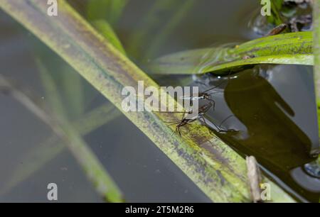 L'insecte Gerris lacustris, connu sous le nom de patineur commun d'étang ou strider commun d'eau est une espèce de strider d'eau, trouvé en Europe ont la capacité de se déplacer rapidement Banque D'Images