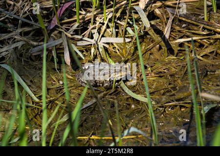 Grenouille Rana ridibunda pelophylax ridibundus se trouve sur des pierres sur le rivage de l'étang de jardin. Arrière-plan flou. Mise au point sélective. Jardin paysager de printemps. N Banque D'Images