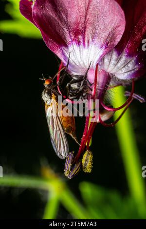 Empis tesselata Dance Fly sur une plante. Banque D'Images