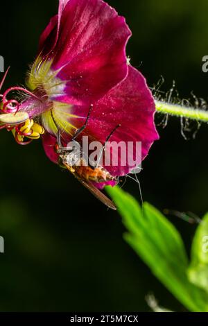 Empis tesselata Dance Fly sur une plante. Banque D'Images