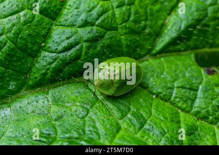 Tortue verte se nourrissant d'une feuille verte vue d'en haut. Banque D'Images