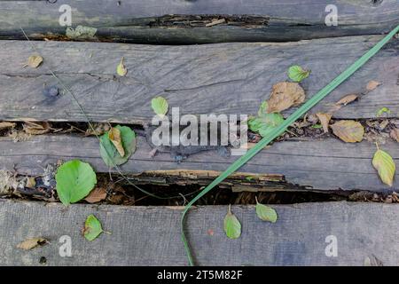 Un rat mort se trouve entre deux planches de bois sur un chemin Banque D'Images