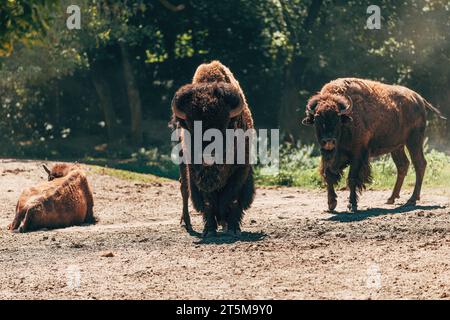 Bison d'Amérique, groupe de buffles sauvages sur sol poussiéreux en après-midi d'été, focalisation sélective Banque D'Images