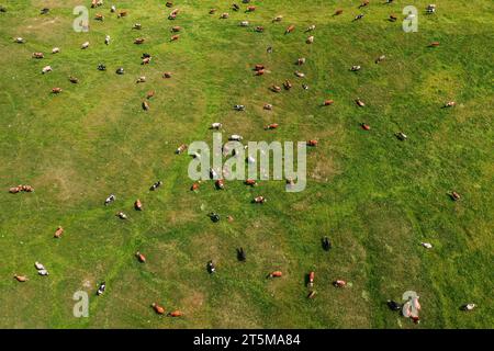 Vue aérienne du troupeau de vaches de bétail de ferme laitière pâturant dans la prairie verdoyante, drone pov vue grand angle Banque D'Images
